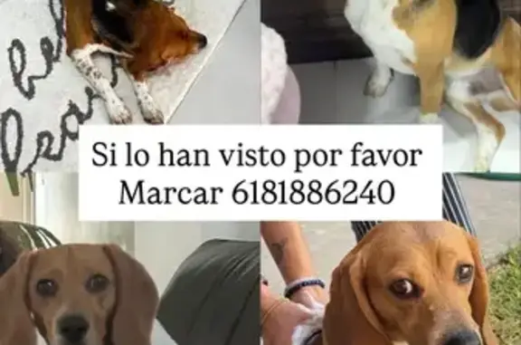 Perro Perdido: Patas Moteadas, Cheyene 104