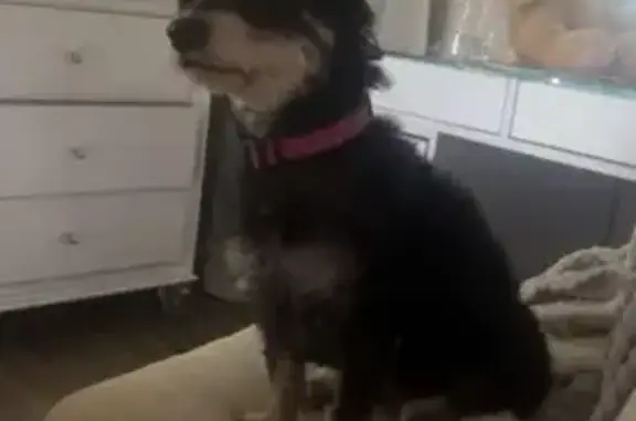 Lost pets Olathe, photo: Lost Fluffy Black Dog with Pink Collar