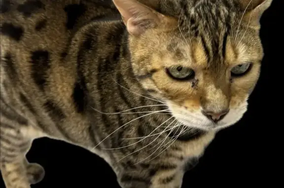 Bengal Cat Missing: Edelmar Dr, Silver Spring