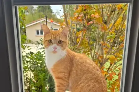Animaux trouvés Pechbonnieu, photo: Chat roux sociable trouvé à Pechbonnieu