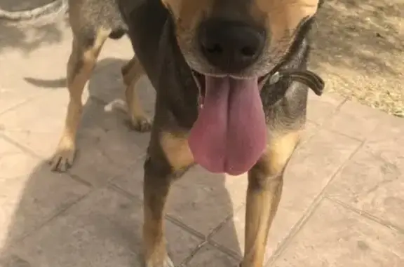 Perro perdido: Negro con Collar Amarillo