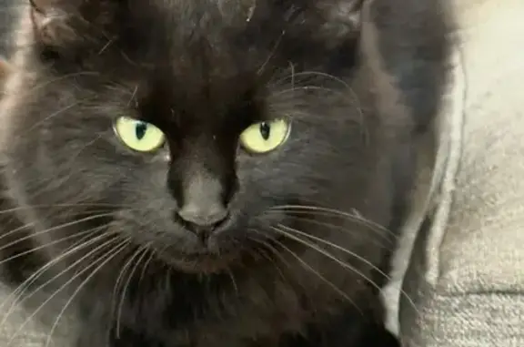 Found: Young Black Cat with Gr...