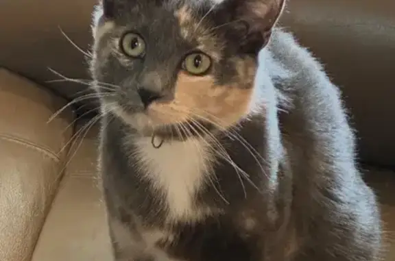 Lost pets Severance, photo: Lost Calico Cat: Friendly & Loving - Severance