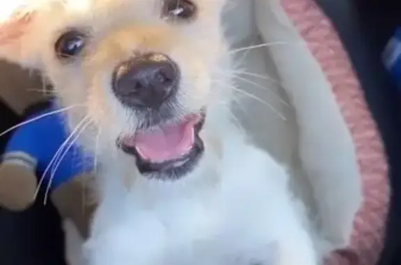 Lost Tan & White Dog Near Great Neck Rd