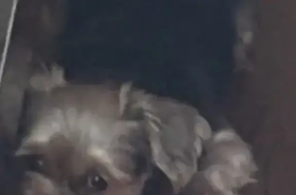 Lost pets Detroit, photo: Lost Dog in Detroit: Bobbi 'Sissy'