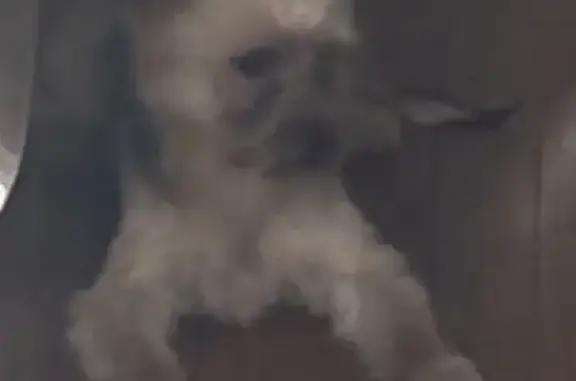 Lost pets Detroit, photo: Lost Dog: Brown & Black in Detroit