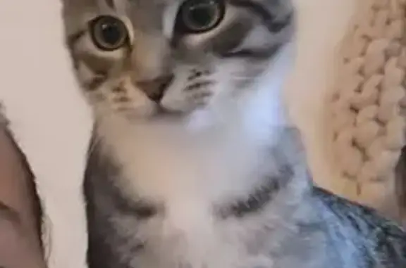Chaton femelle tigrée perdue à Blainville - photo