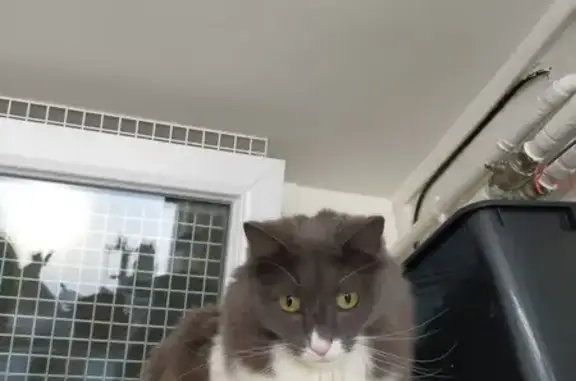 Chat perdue : craintive, gris et blanc - photo