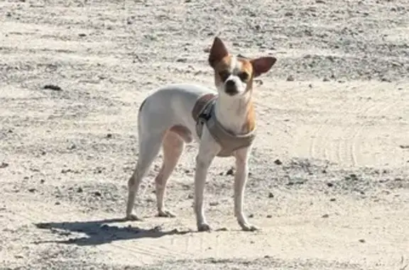 Found dog Davenport, photo: Found: Small White Chihuahua on Page Rd
