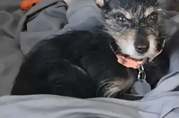 Lost: Lulu the Black Min Pin/Chihuahua Mix
