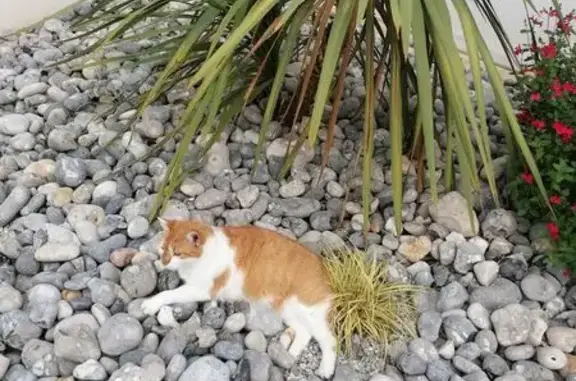 Chat perdu, , photo: Chatte blanche et rousse perdue à Saint-Michel