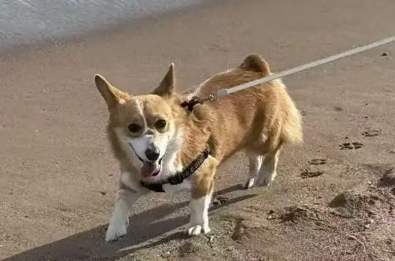 Lost Dog with Nose Wound in Charlotte