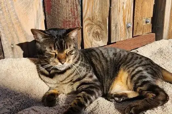 Lost Bengal Cat: Unique Meow & Sweet