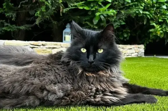 Chat noir gris perdu à Saint-Cyr-sur-Mer - photo
