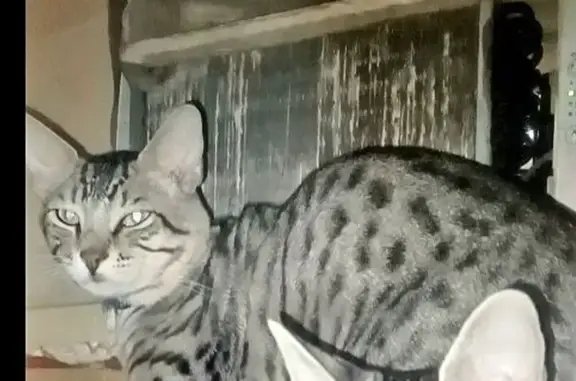 Gato Gris Perdido en Carretera Santa Isabel