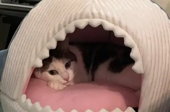 Lost Tabby: Shy, Chunky, Green Eyes