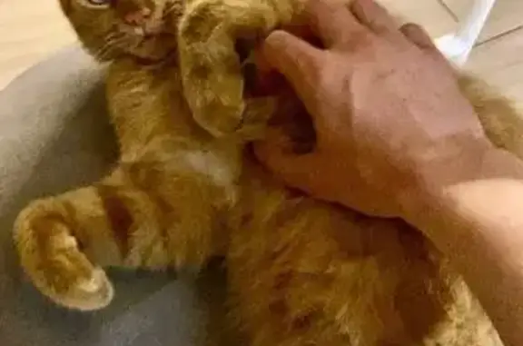 Зникла кішка Льова на Осокорках, Київ