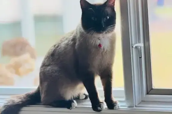 Missing Cat: Black, Tan & White in Bourbonnais