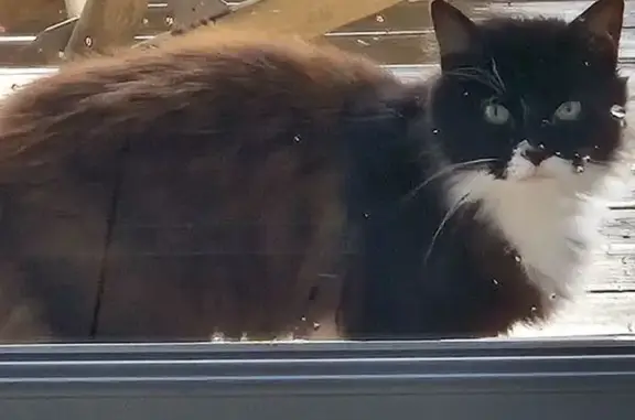 Chat trouvé Montbeton, photo: Chat trouvé Montbeton, calme et sociable