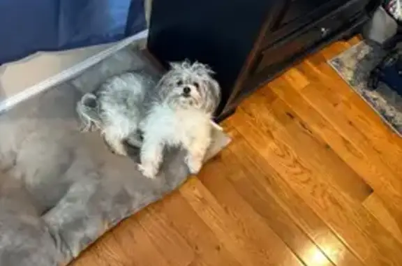 Lost and found pets Union City, photo: Lost Shih Tzu: Help Find Bam Bam!