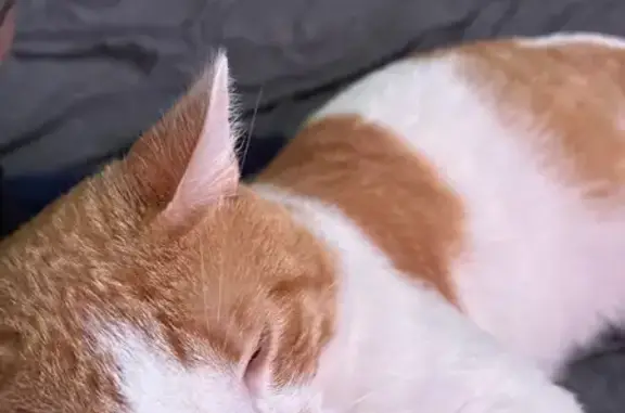 Lost Orange Tabby with Kinked Tail