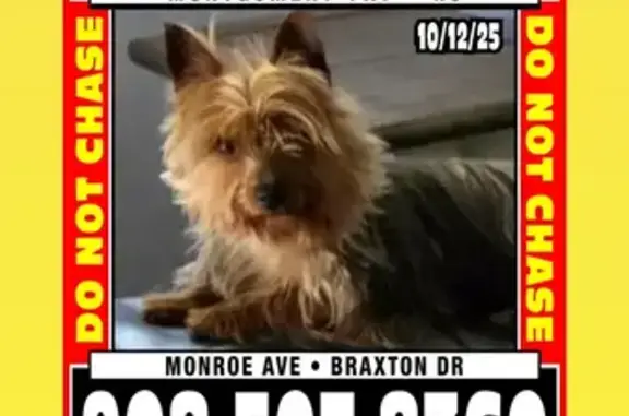 Lost Silky Terrier: Monroe Ave, Montgomery