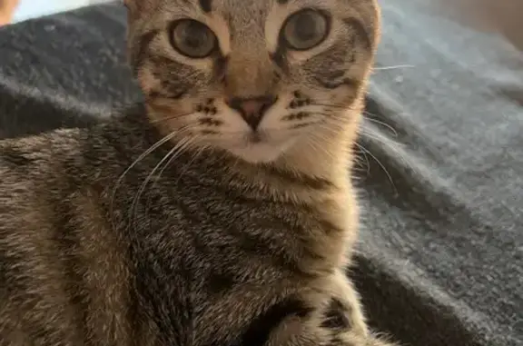 Gata Atigrada Perdida en Santa Fe: ¡Ayuda!