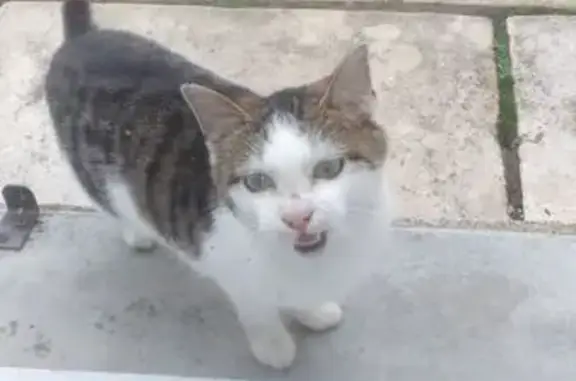 Chat trouvé , photo: Chaton gris et blanc trouvé à Saint-Appolinard