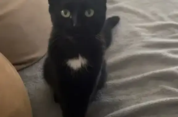 Animaux perdus Messei, photo: Chatte noire perdue, tache blanche, Messei