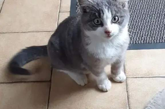 Chat trouvé Lure, photo: Chaton gris-blanc sociable trouvé à Lure