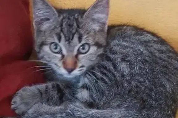 Chat trouvé rue du Château Chaize, sociable - photo