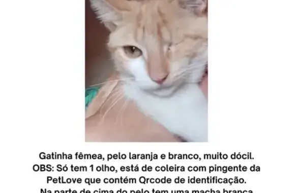 Gato desaparecido Fêmea (brl001758) - photo