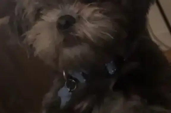 Lost and found pets , photo: Lost Shih Tzu: Black & Gray with Blue Collar