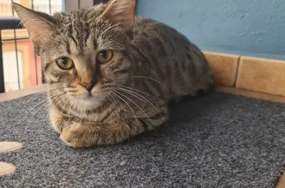 ¡Ayuda! Gata Ivy Perdida en Alhaurín