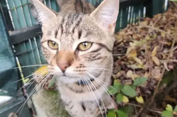 Chat trouvé Vendôme, photo: Jeune chat mâle trouvé à Vendôme