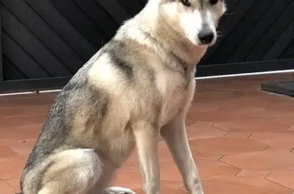 Perro Perdido: Husky Mix en Taxqueña