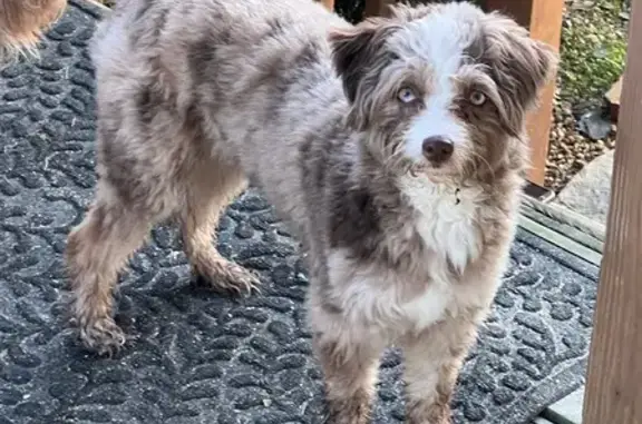 Missing Mini Aussie Doodle in Alabama