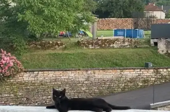 Animaux perdus , photo: Chat perdu à Noidans : tâche blanche, collier rouge