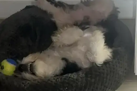 Chien perdu : Oreo, Bichon Havanais croisé - photo
