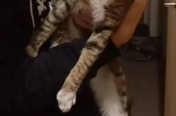 Animaux trouvés Agen, photo: Chat tigré/blanc trouvé à Agen, doux et affectueux