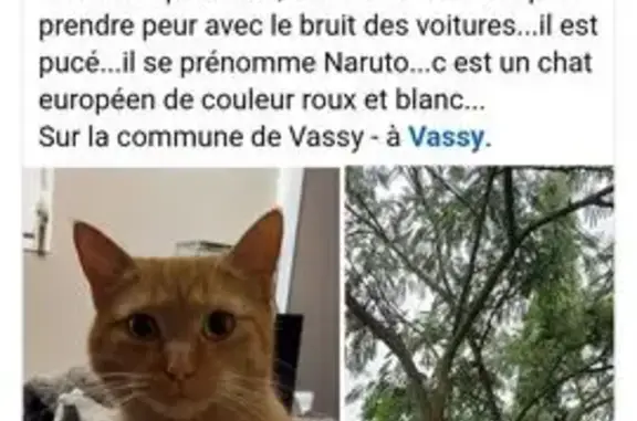 Animaux perdus , photo: Chat roux perdu, Avenue Charles de Gaulle