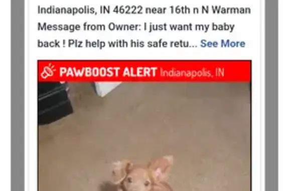 Lost: Small Brown ESA Dog in Haughville