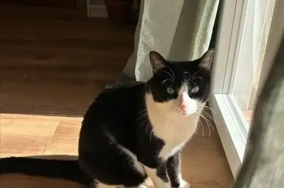 Chat perdu à Saint-Chaptes, pucé et castré - photo