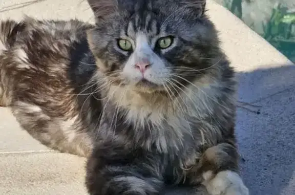 Chat perdu : Maine Coon timide à Peymeinade - photo