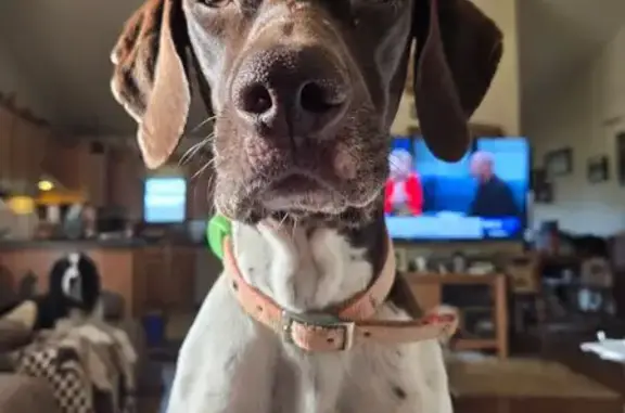 Lost Energetic Dog: Brown & White in IN