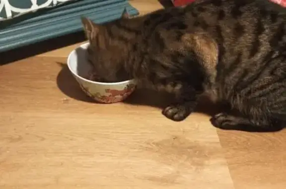 Animaux trouvés , photo: Chat tigré affectueux trouvé à Bellevesvre