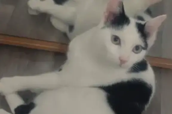 Chatte perdue, noir et blanc, Épernay - photo