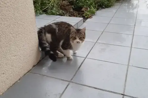 Chat trouvé Naveil, photo: Chatte domestique tigrée trouvée à Naveil