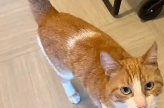 Chat roux mal castré trouvé à Saint-Étienne - photo