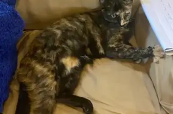 Lost Tortoiseshell Cat in Lucedale Area